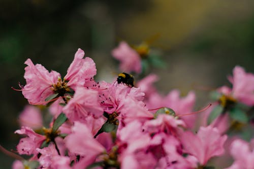 Selectieve Focus Foto Van Roze Bloemblaadjes Bloem