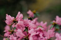 蜜蜂为充满活力的粉红色花朵积极授粉，展现了大自然的美丽