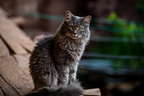 Free A long-haired gray cat sits elegantly on wooden planks outdoors. Stock Photo