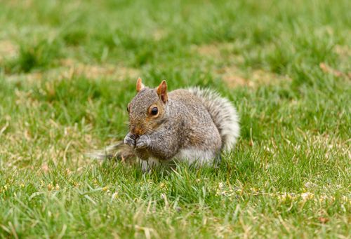 Free A grey squirrel is pictured on lush grass, nibbling on food during the day. Stock Photo