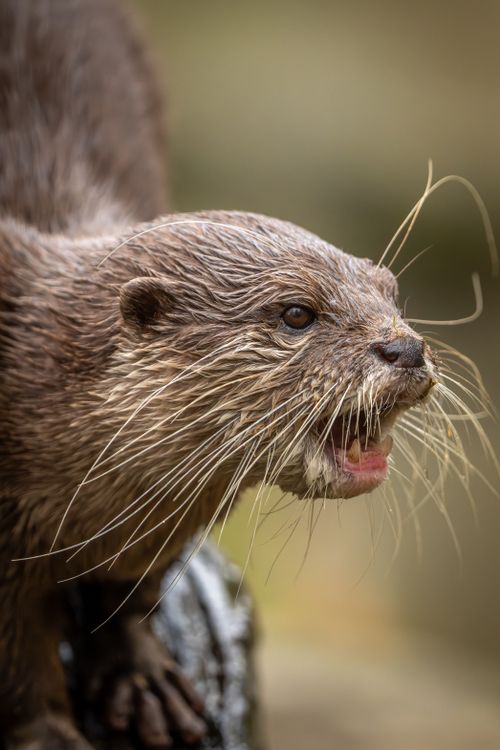 Free Detailed shot of a wet otter showing its expressive whiskers and natural habitat. Stock Photo