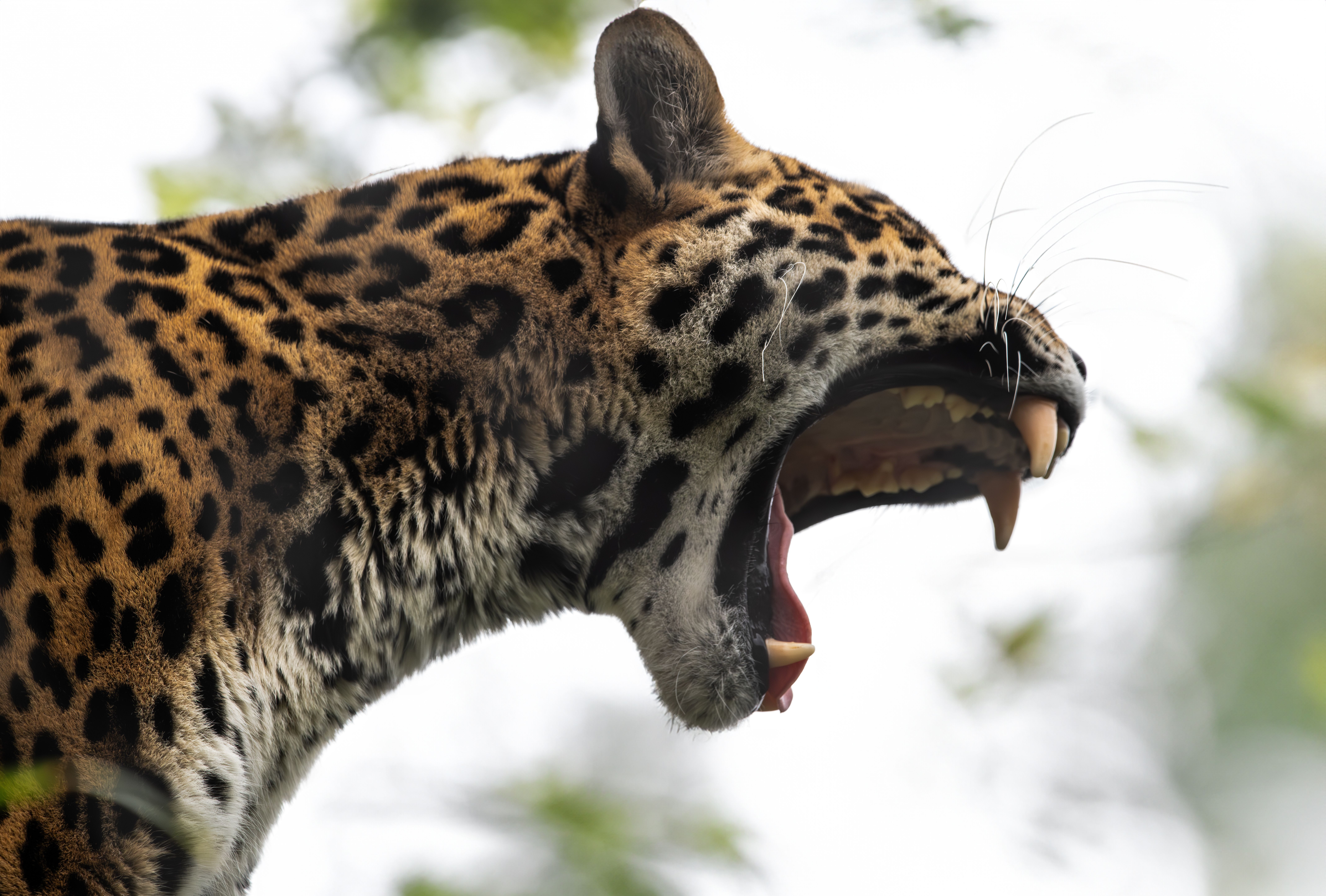 Primer Plano De Un Jaguar Rugiente En Estado Salvaje · Foto de stock ...