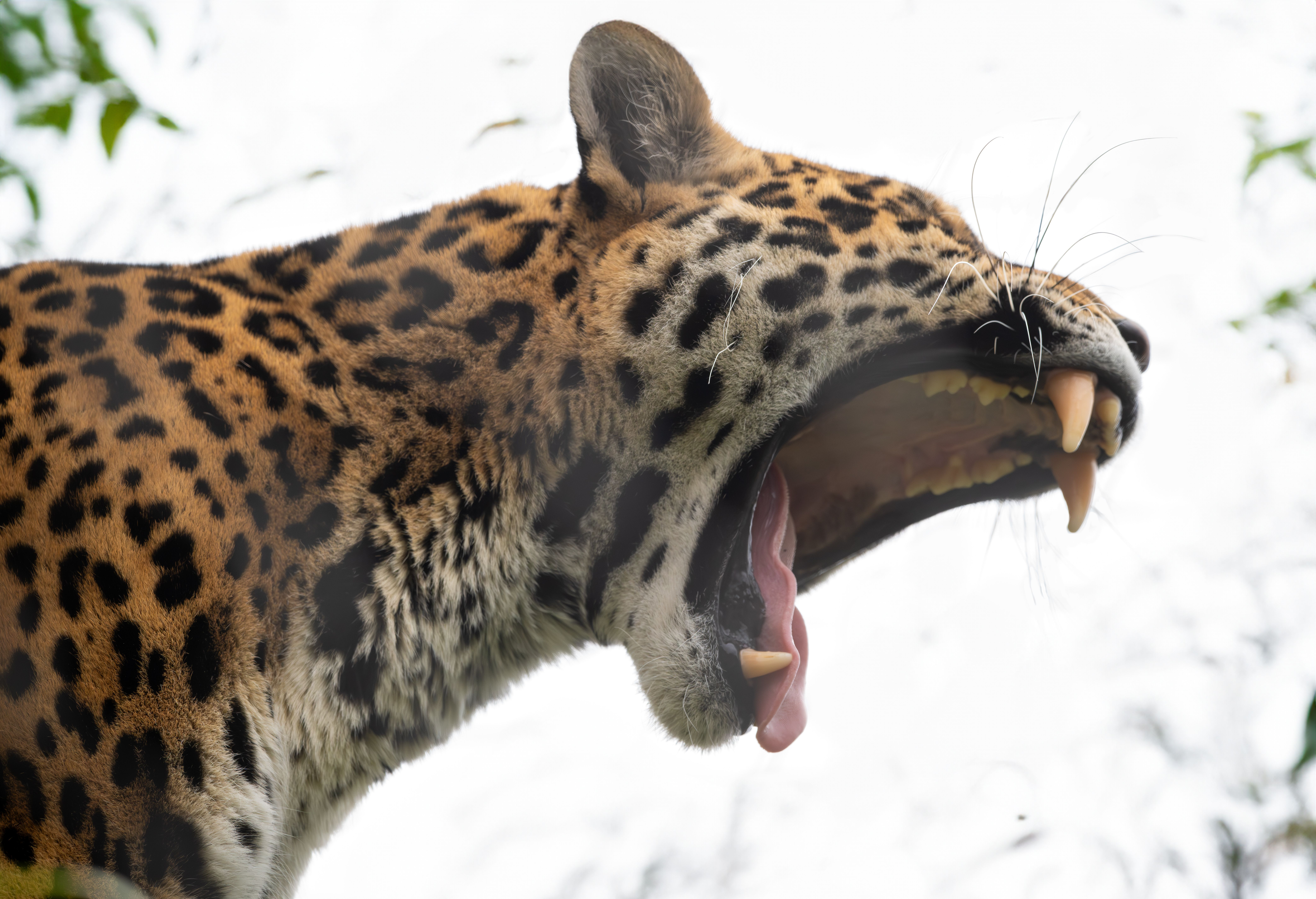 Majestuoso Jaguar Rugiendo En La Naturaleza · Foto de stock gratuita