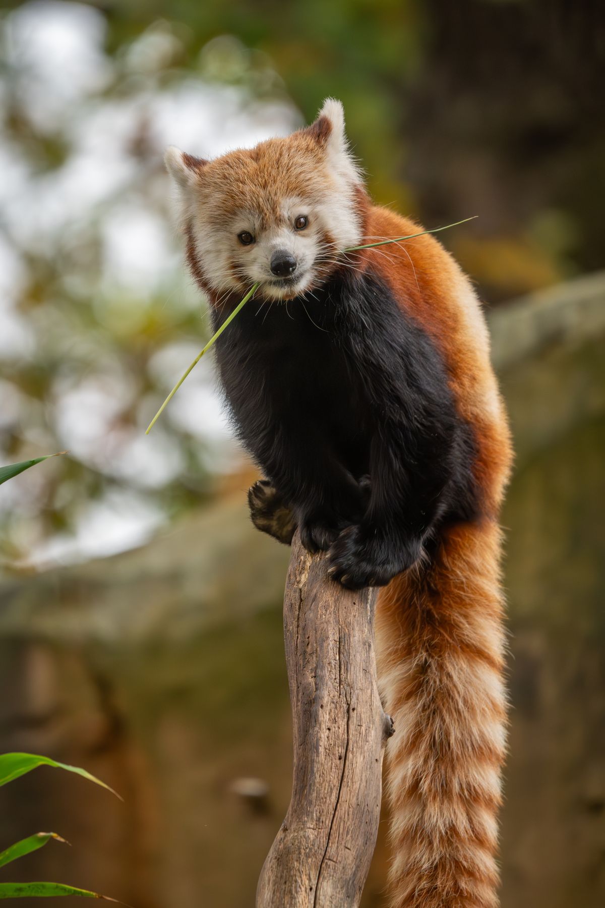 Red Panda Photos Download The BEST Free Red Panda Stock Photos HD Images red-panda-photos-download-the-best-free-red-panda-stock-photos-hd-images