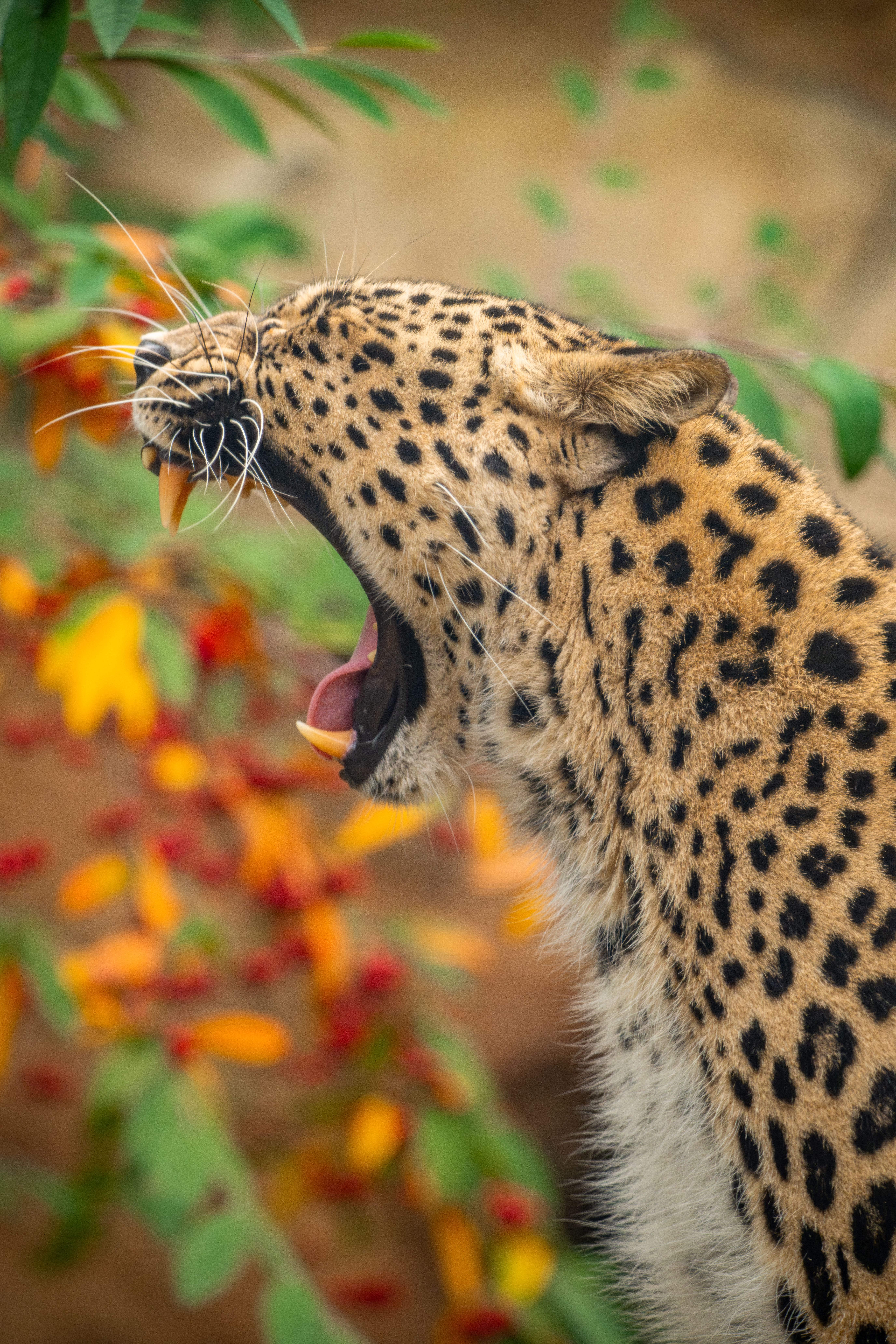 Yawning Leopard in Vibrant Jungle Setting · Free Stock Photo