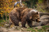 A grizzly bear shakes off water in a vibrant autumn forest setting.