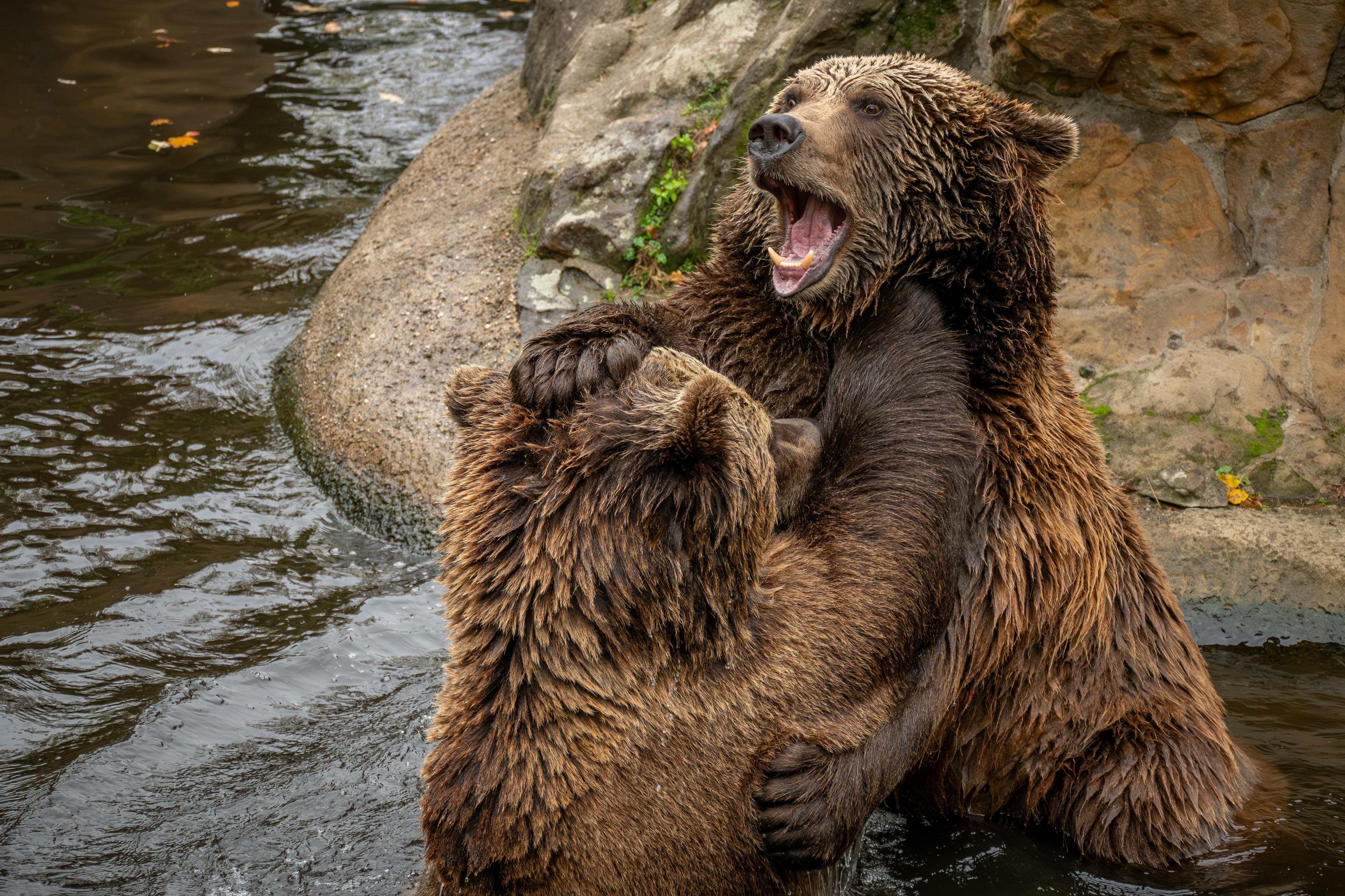 Bear Greg - Strikes And Spares