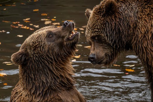 Two grizzly bears interacting in a forest river setting, showcasing wildlife behavior.
