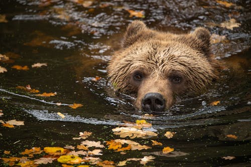 How Fall Weather Shapes U.S. Wildlife Behavior