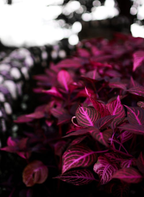 Бесплатное стоковое фото с завод, пурпурный, цветок
