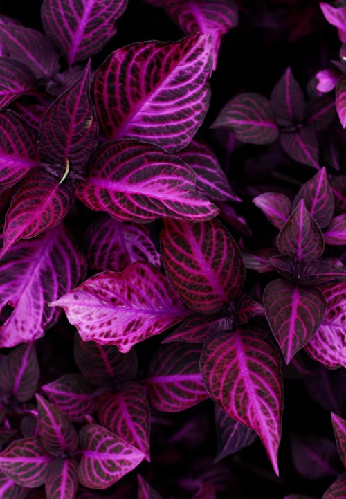 Fotobanka s bezplatnými fotkami na tému krásny, kvet, purpurová
