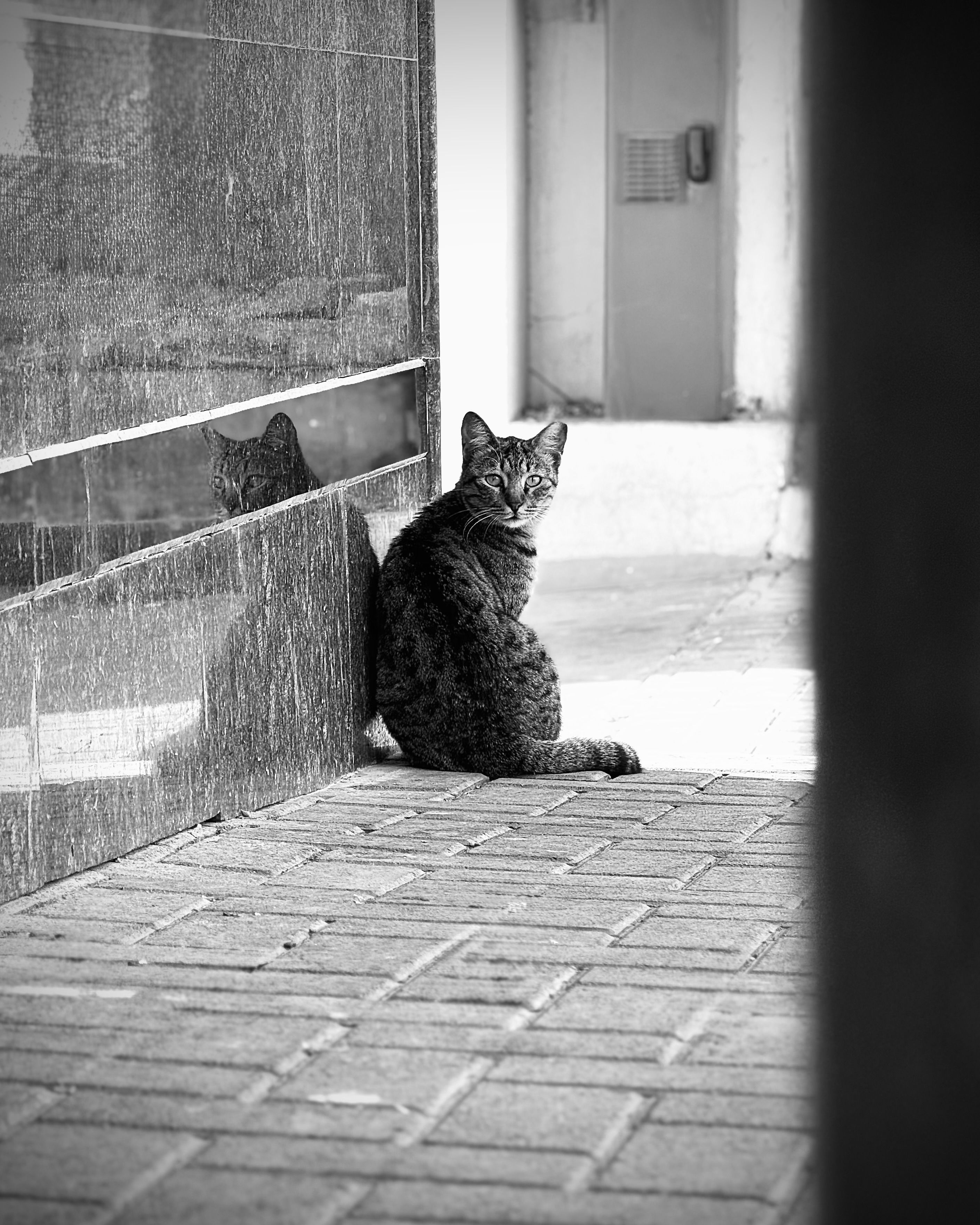 Black and White Photo of a Cat on a Sidewalk · Free Stock Photo