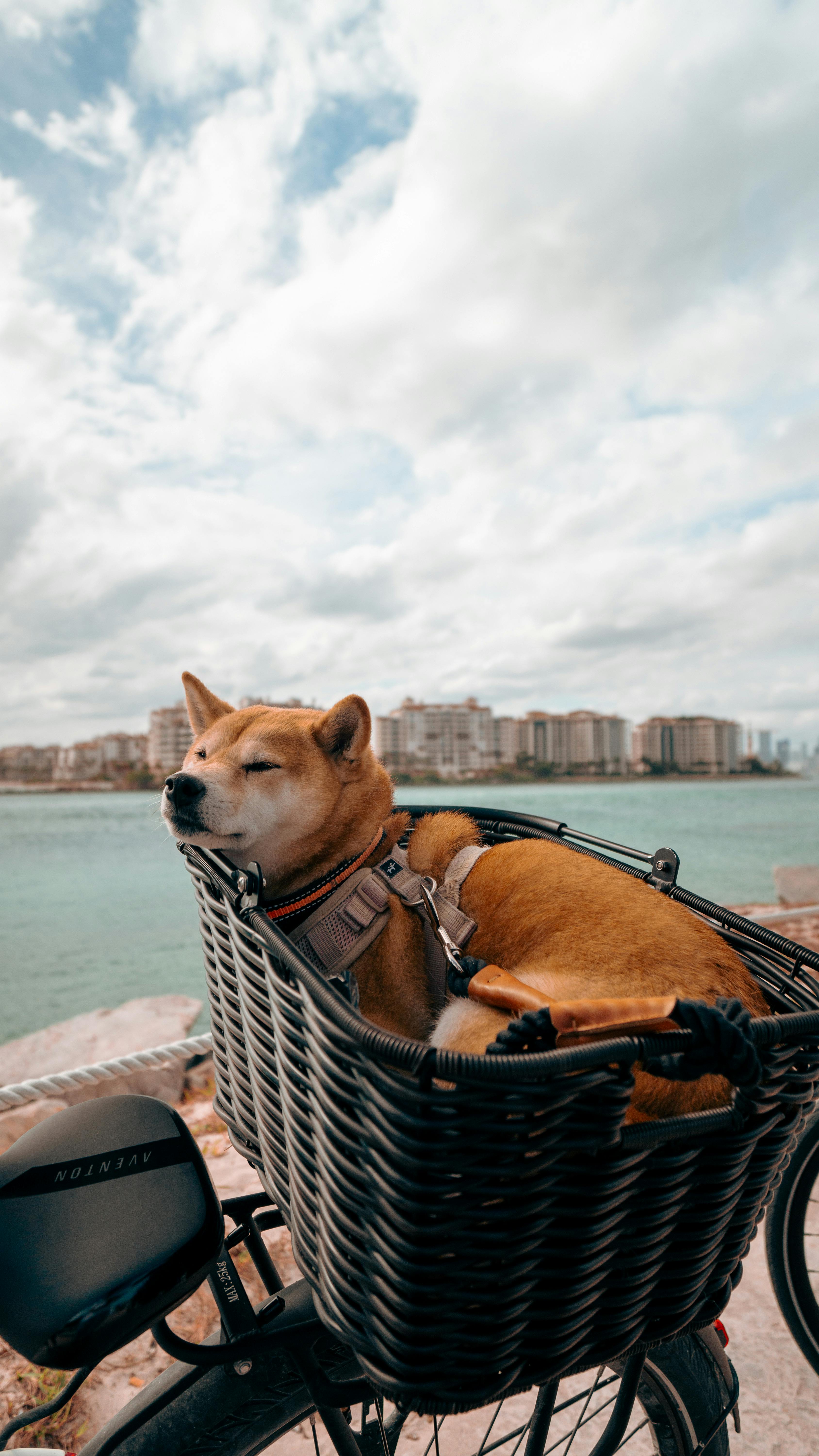 Giá Shiba Inu Coin Hôm Nay Phân Tích Biến Động và Dự Đoán Tương Lai