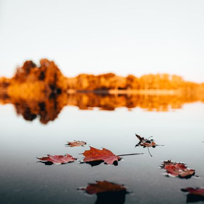 autumn wallpaper