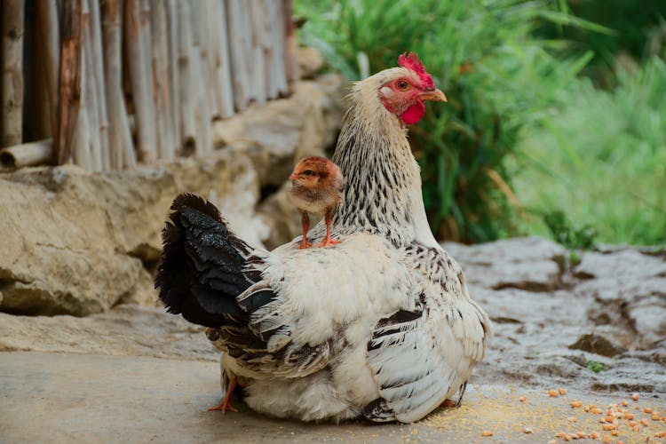 White And Black Chicken On Gray Concrete Floor