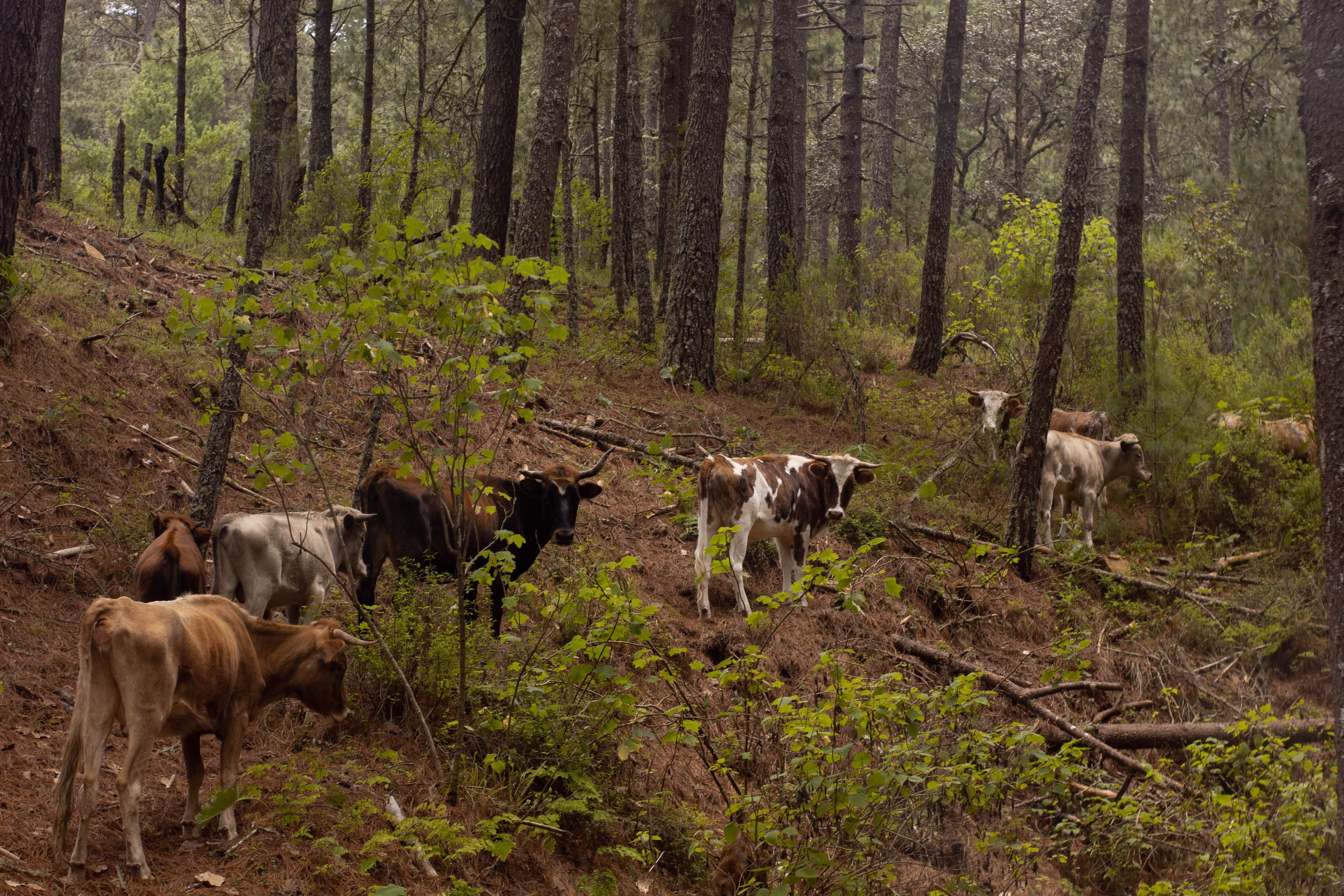 Cattle Grazing in Oaxacan Forest Landscape · Free Stock Photo