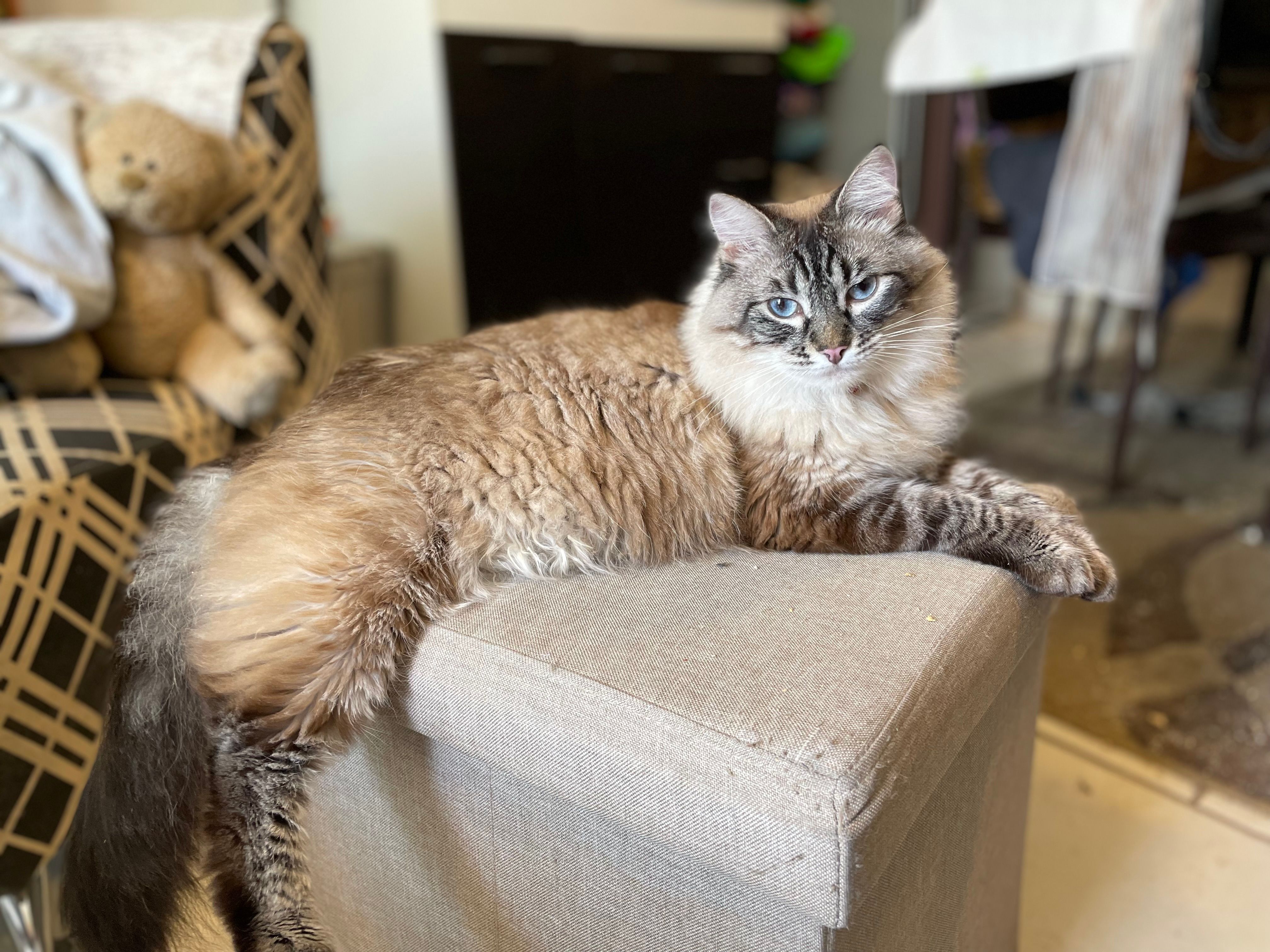 Fluffy Ragdoll Cat Lounging Indoors · Free Stock Photo
