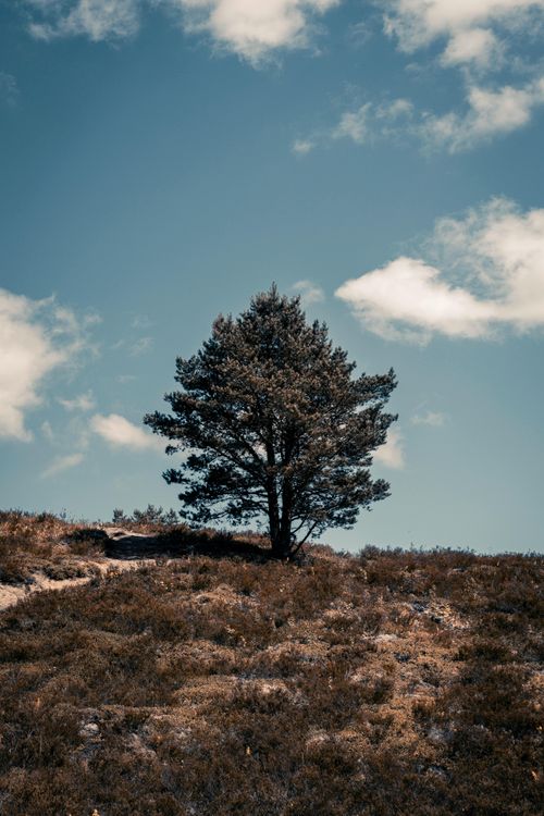 Free A lone tree stands on a grassy hill under a bright blue sky in Koitjärve, Estonia. Stock Photo