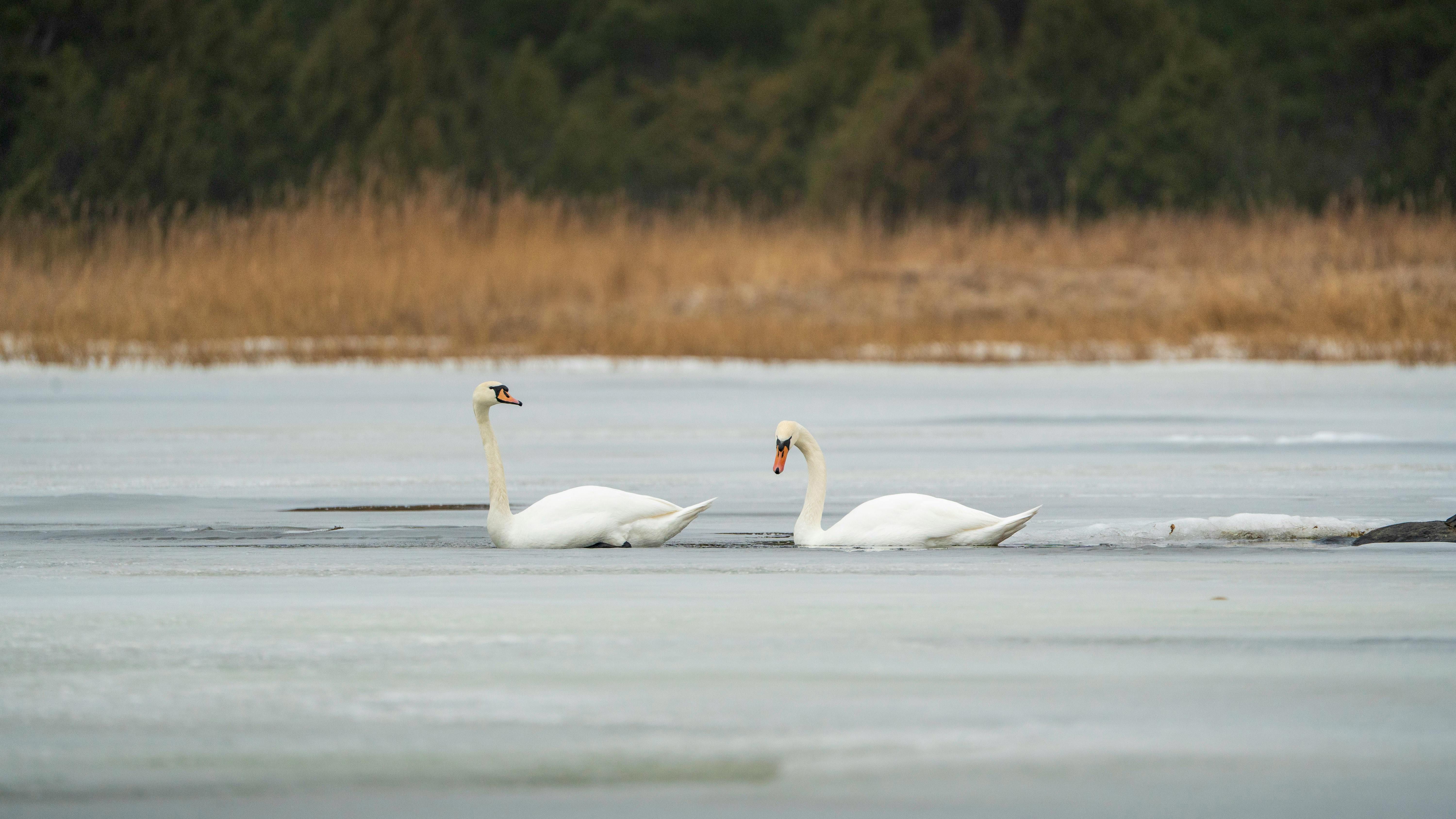 Alertă de gripă aviară H5N1 la lebede pe lacul Prodana din Bârlad, județul Vaslui