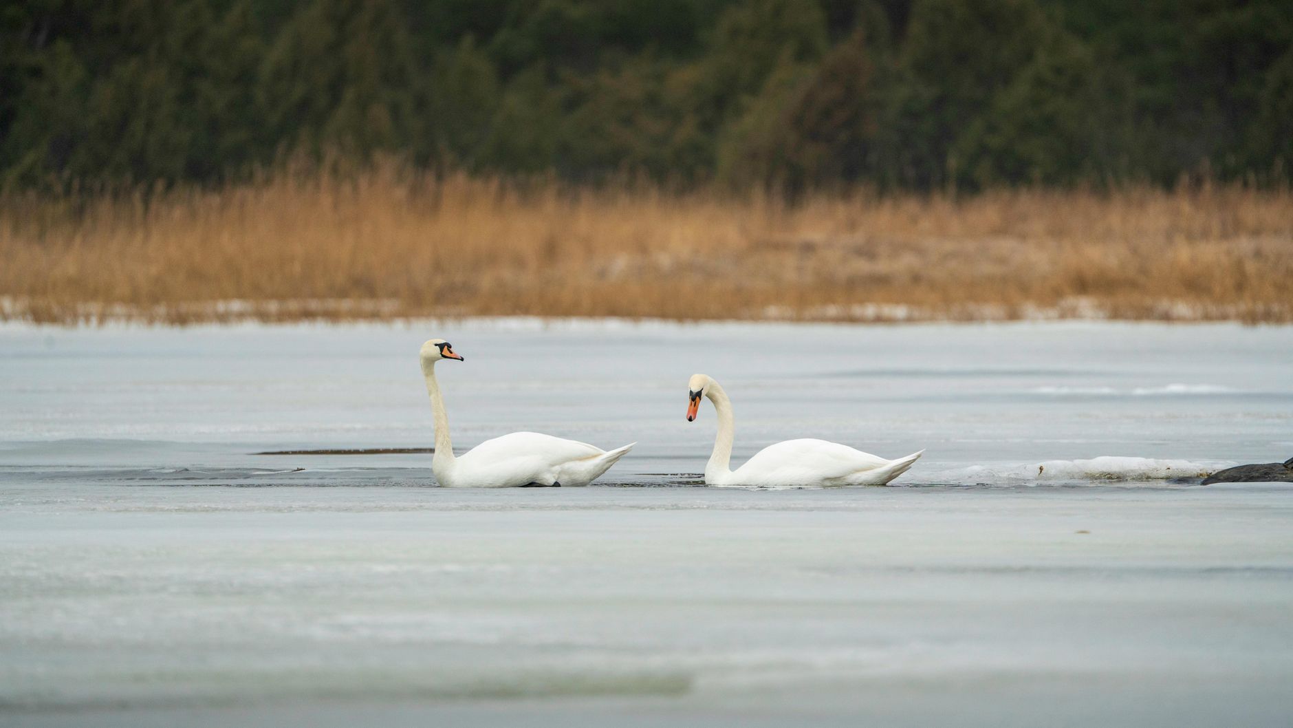 Alertă de gripă aviară H5N1 la lebede pe lacul Prodana din Bârlad, județul Vaslui
