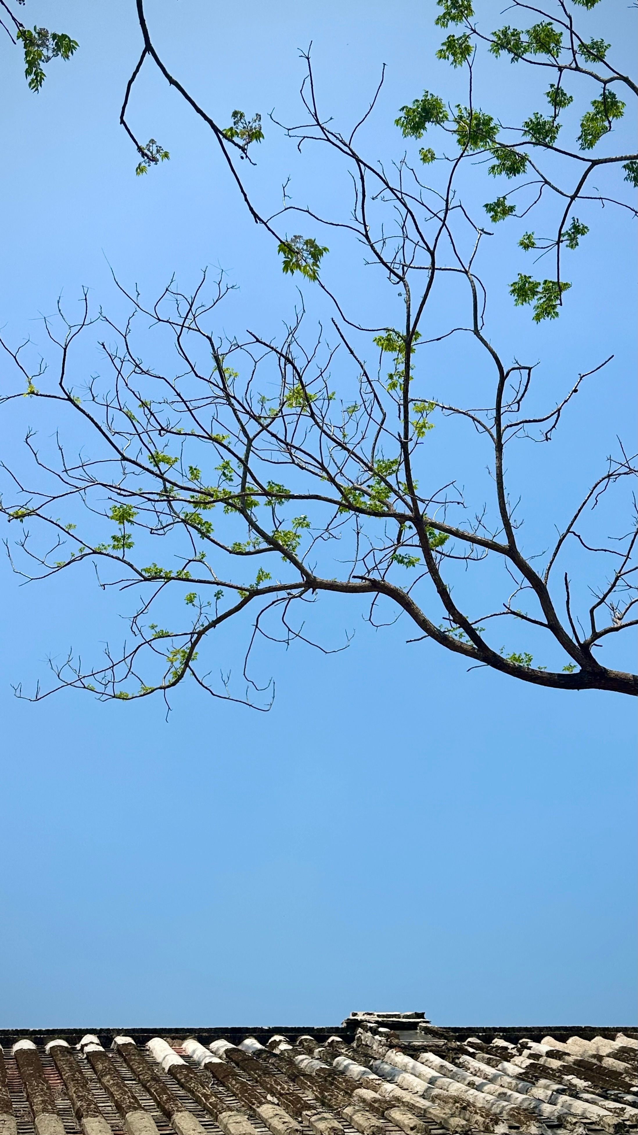 Spring Branches Over Traditional Roof · Free Stock Photo