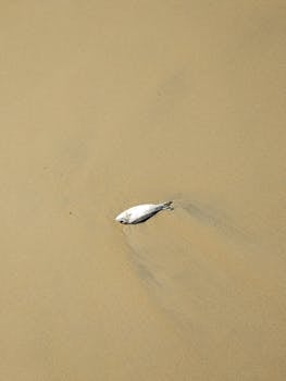 一条死鱼孤零零地躺在沙滩上，纹理在自然光下显得格外清晰，透着一股孤独
