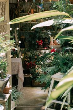 Serene indoor greenhouse filled with vibrant plants and flowers, creating a lush, tranquil atmosphere.