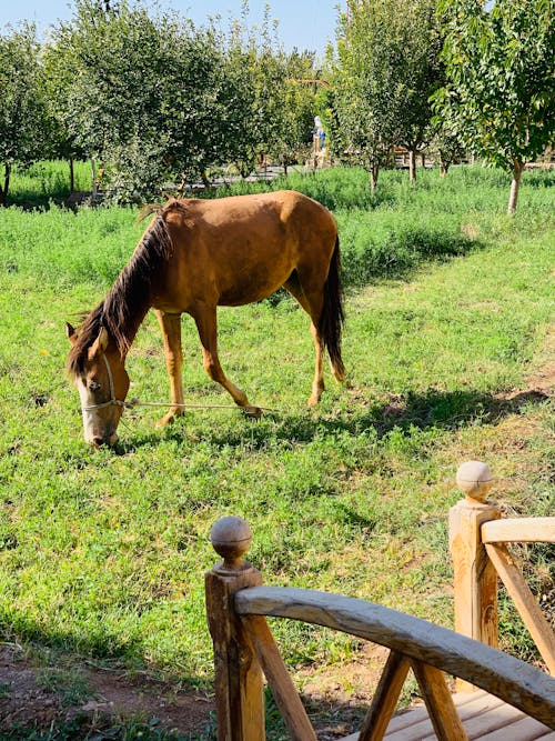 Darmowe zdjęcie z galerii z koń, lato, ogród