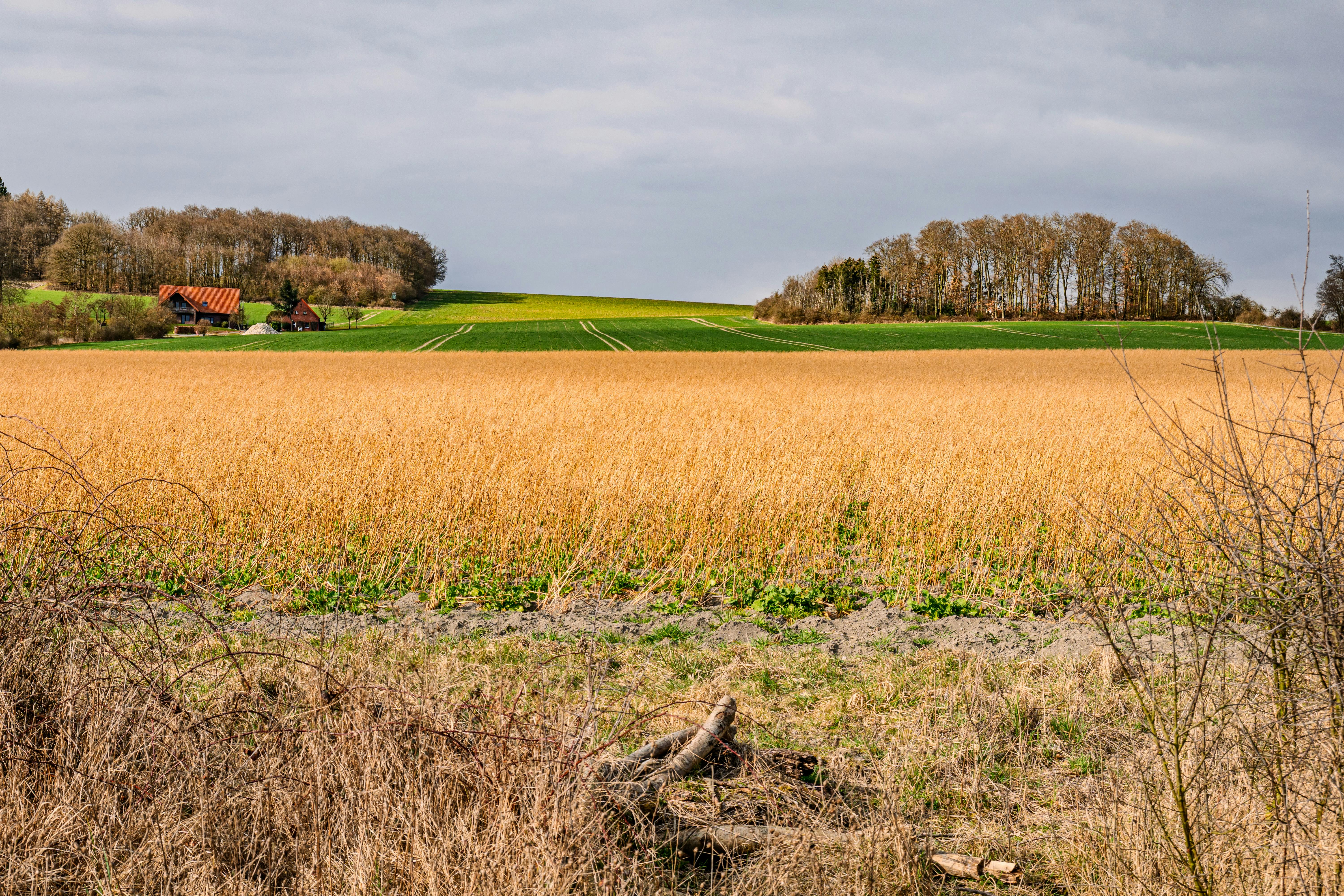 쌀밥 대신 귀리와 보리를 선택해야 하는 이유