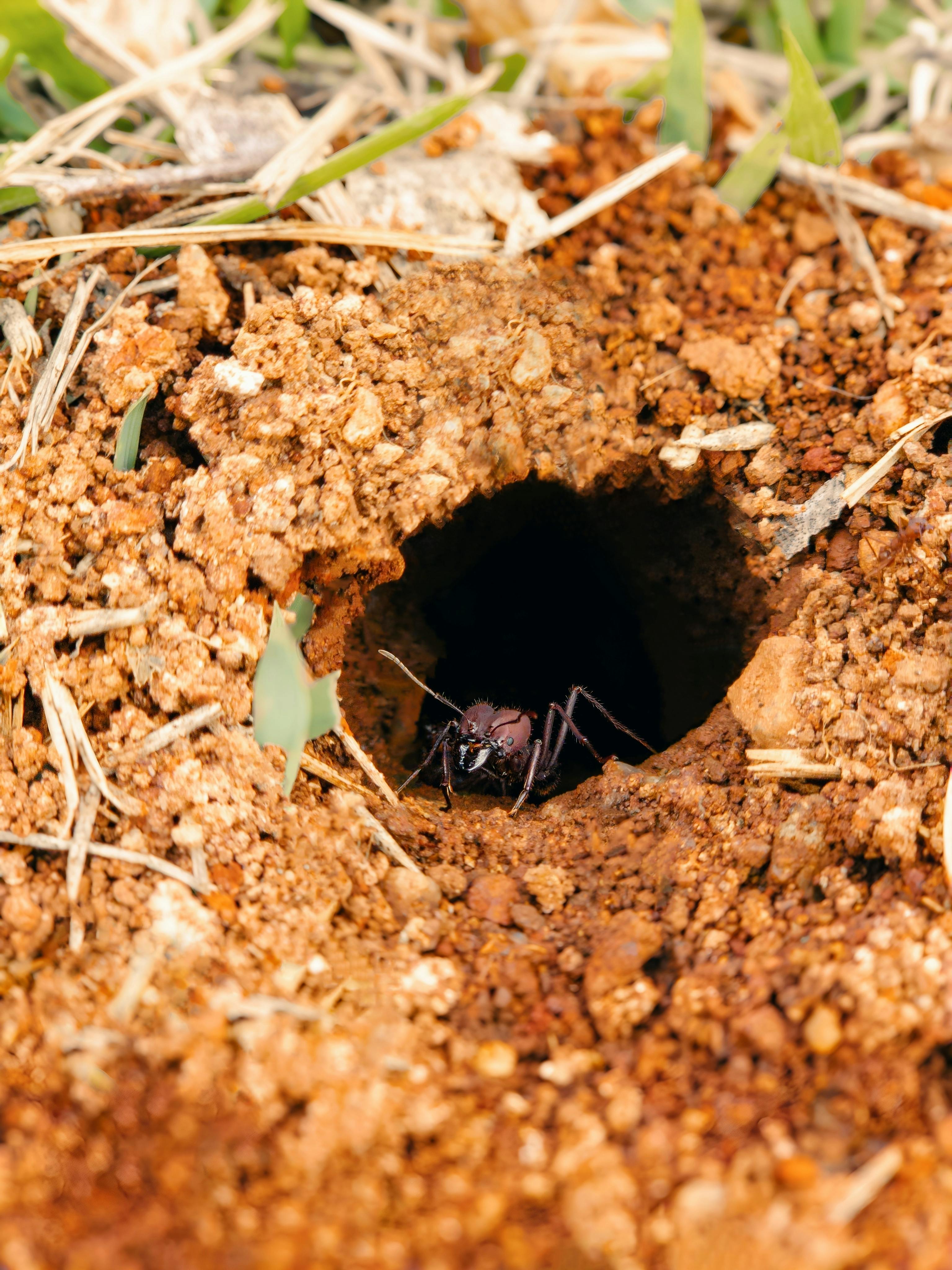Atlanta termite red clay soil inspection