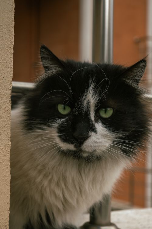 Free A charming black and white cat with striking green eyes peeks around a corner. Stock Photo