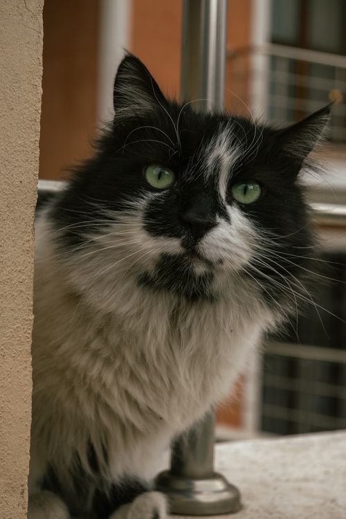Free Charming black and white cat peering outdoors with a curious expression. Stock Photo