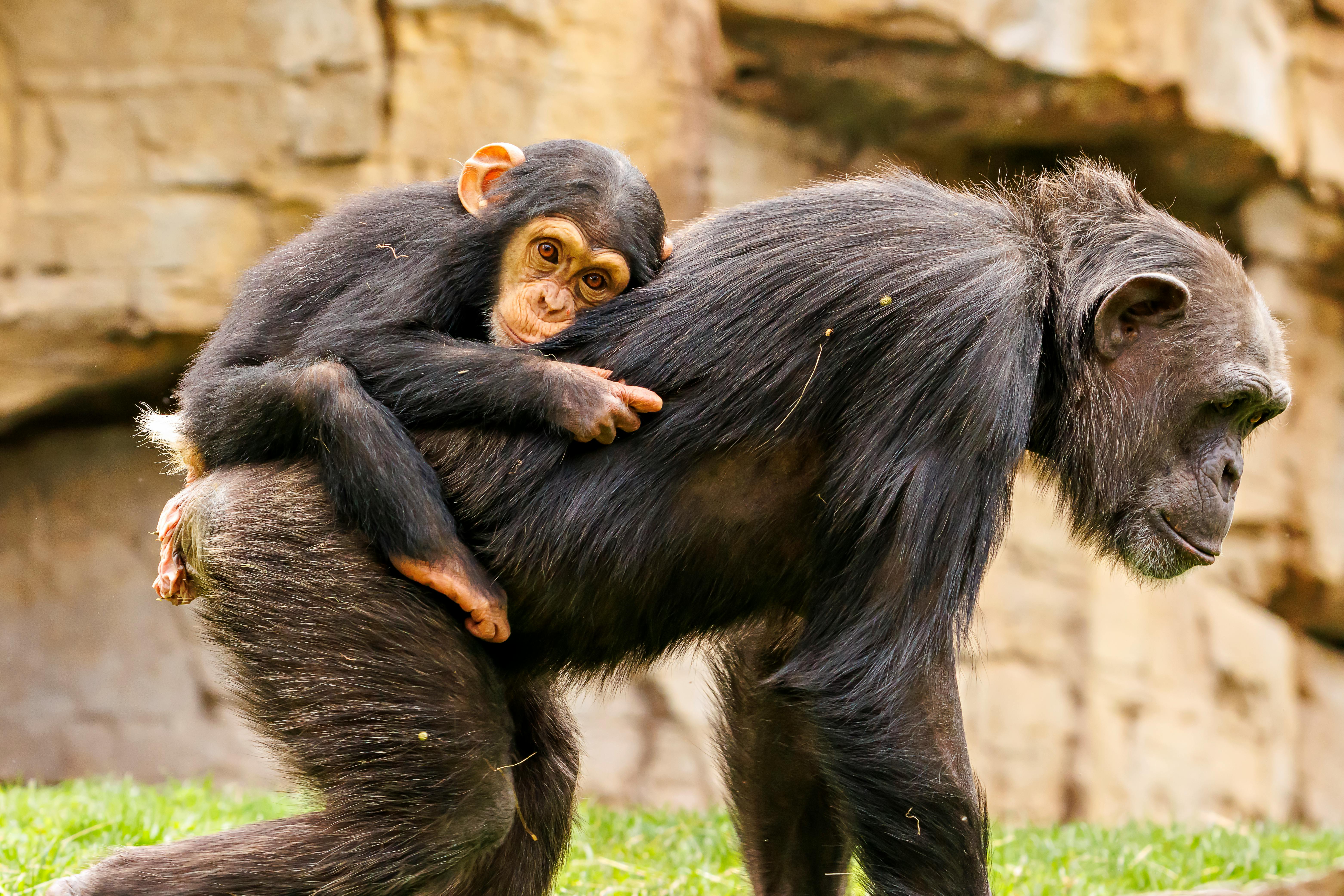 A touching moment of a baby chimpanzee clinging to its mother’s back in a natural outdoor setting.