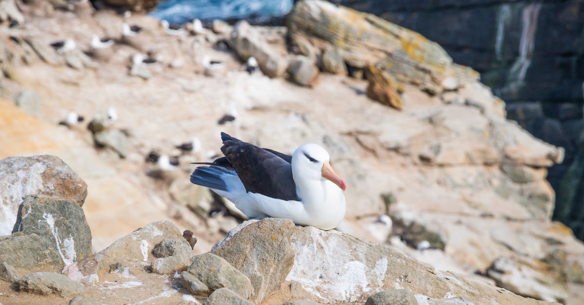 響應世界信天翁日 海保署攜手守護海鳥生態