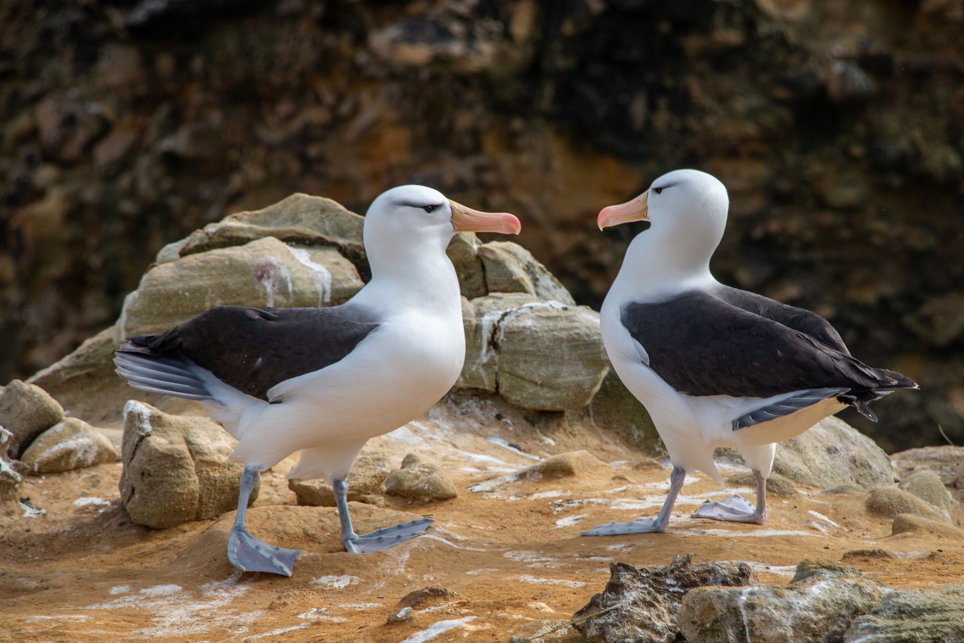 Close-up of a black-browed albatross pair interacting on a rocky shore in the Falkland Islands.