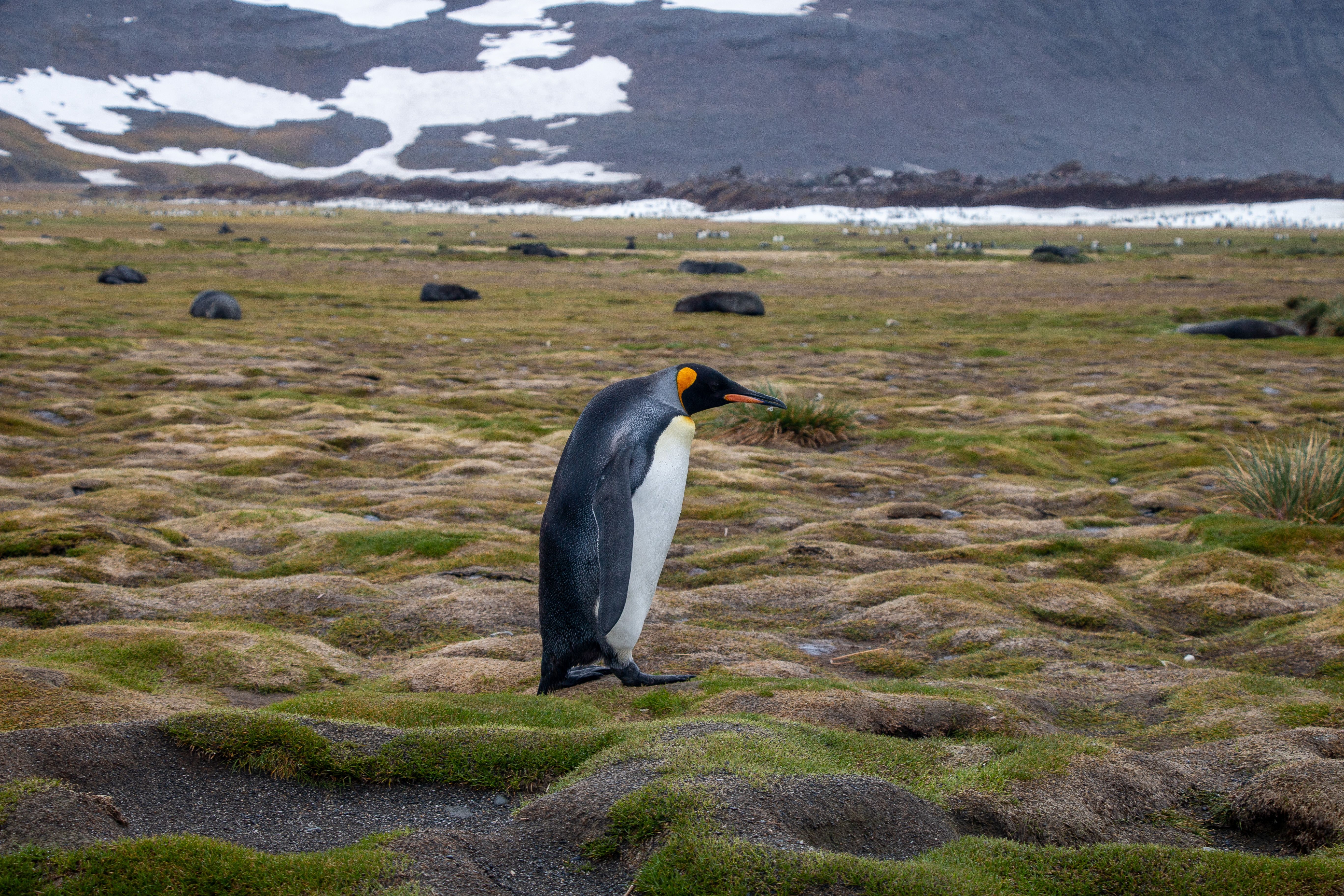 13. Campbell Island: Subantarctic Wilderness