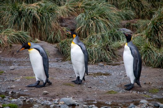 Small-ship expedition ex-Ushuaia — Antarctica