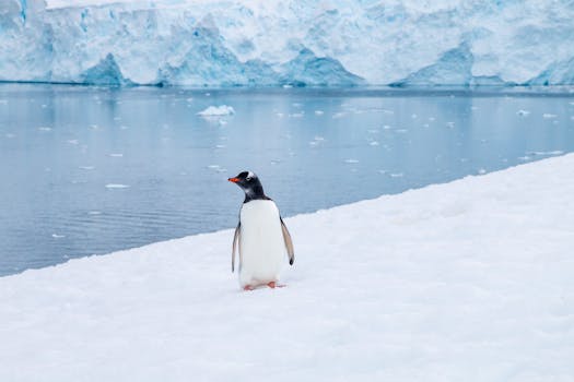 A solitary Gentoo penguin stands on snowy ice near an Antarctic iceberg.