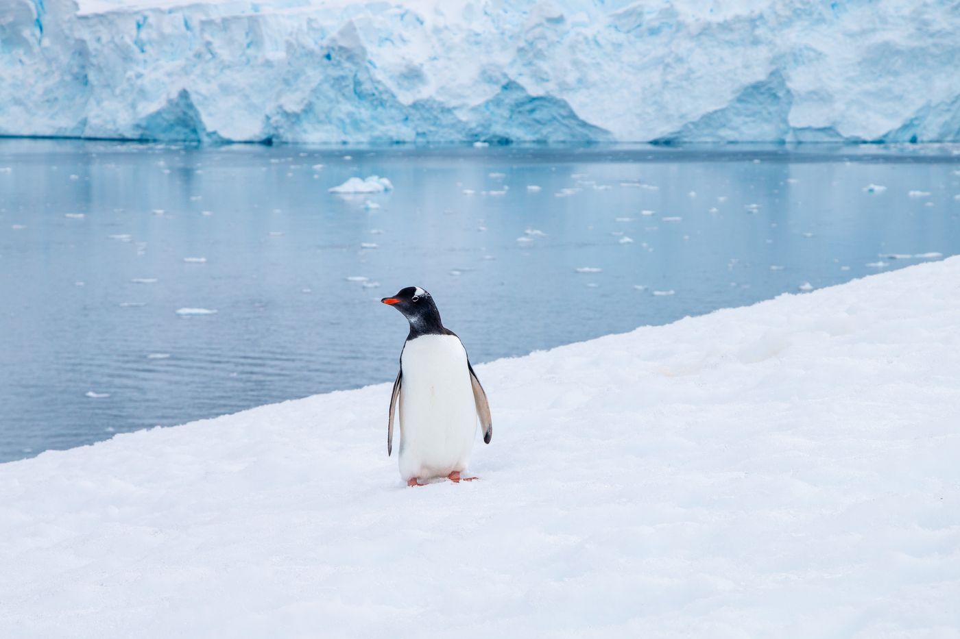 A gentoo penguin standing on snow and ice beside an iceberg in Antarctica