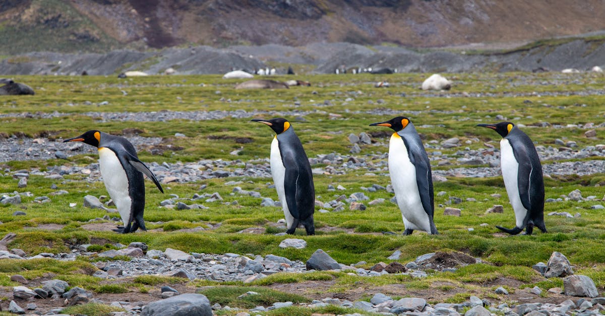 A group of King Penguins (Aptenodytes patagonicus) walking on the rocky, grassy terrain of South Georgia Island.