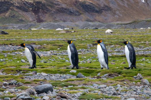 Small-ship expedition ex-Ushuaia — Antarctica