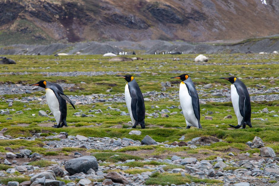 Crozet Islands, French Southern and Antarctic Lands - travel photo