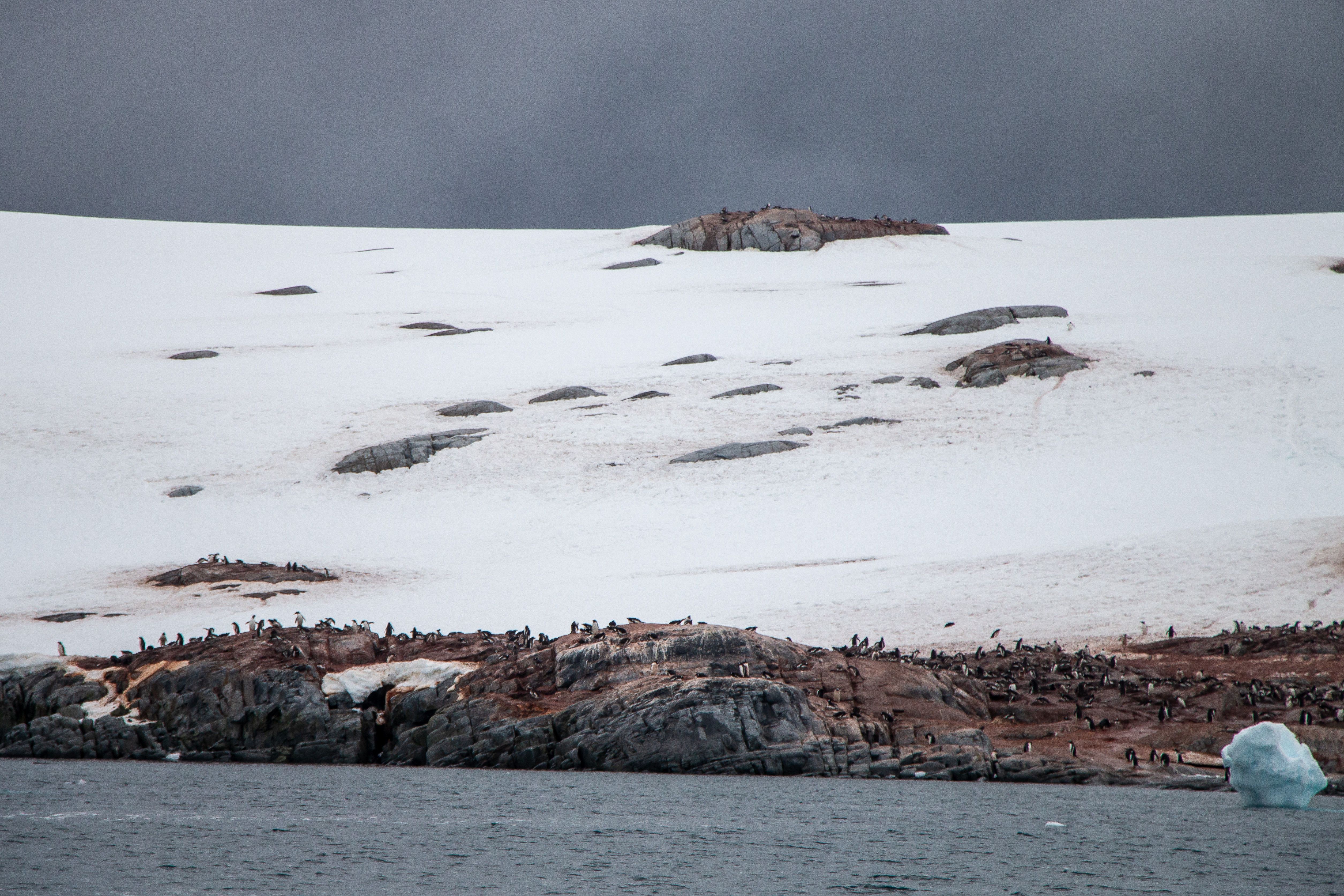A serene Antarctic scene with penguins on rocky shores and ice-covered land.