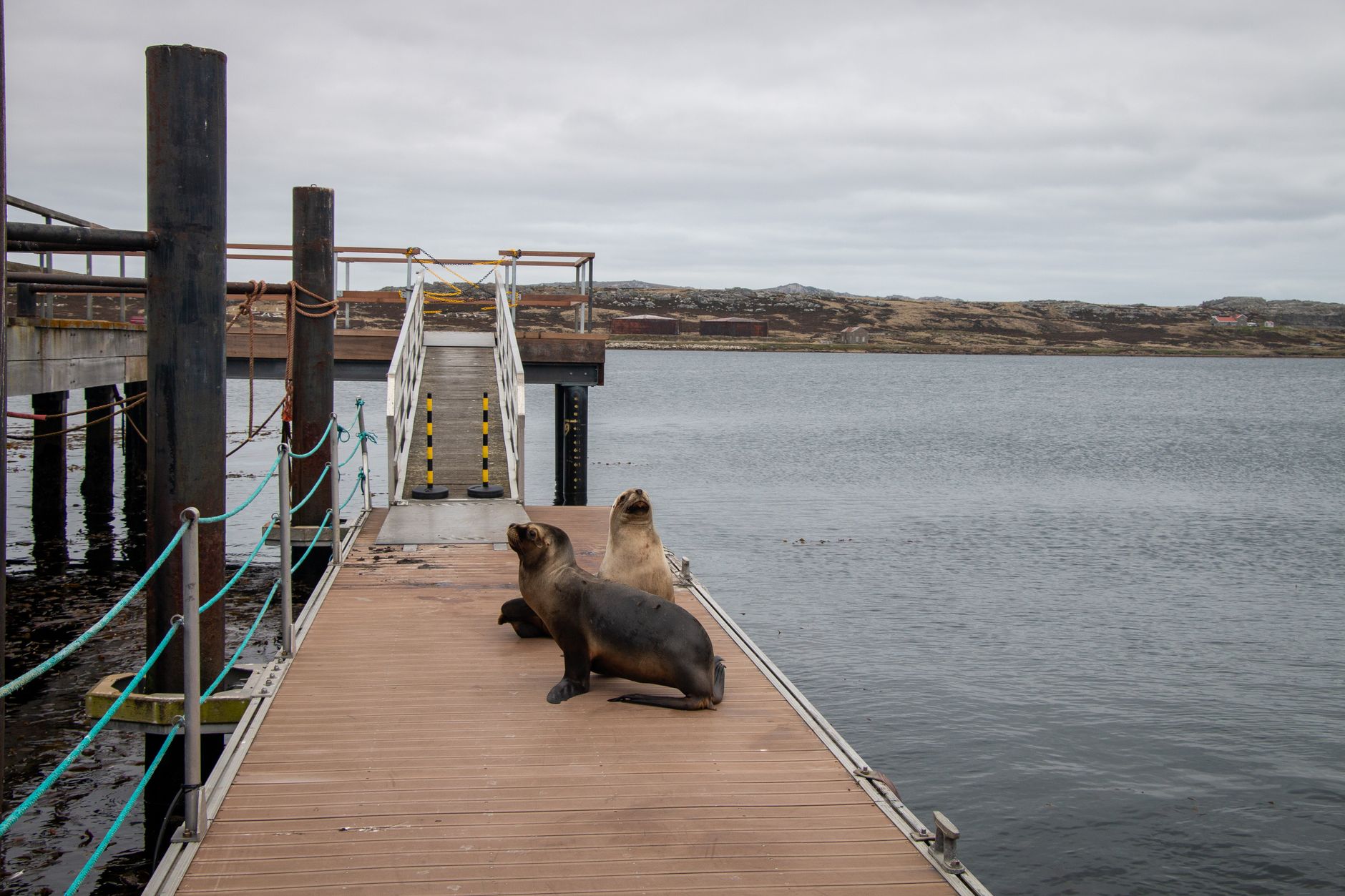Two sea lions resting on a dock with a scenic view of the Falkland Islands coast.