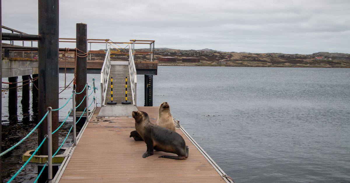 Milei Leaves Malvinas Claim Out of UN Addresses, La Nación Reports