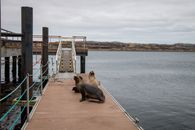 Two sea lions resting on a dock with a scenic view of the Falkland Islands coast.