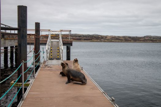 Two sea lions resting on a dock with a scenic view of the Falkland Islands coast.