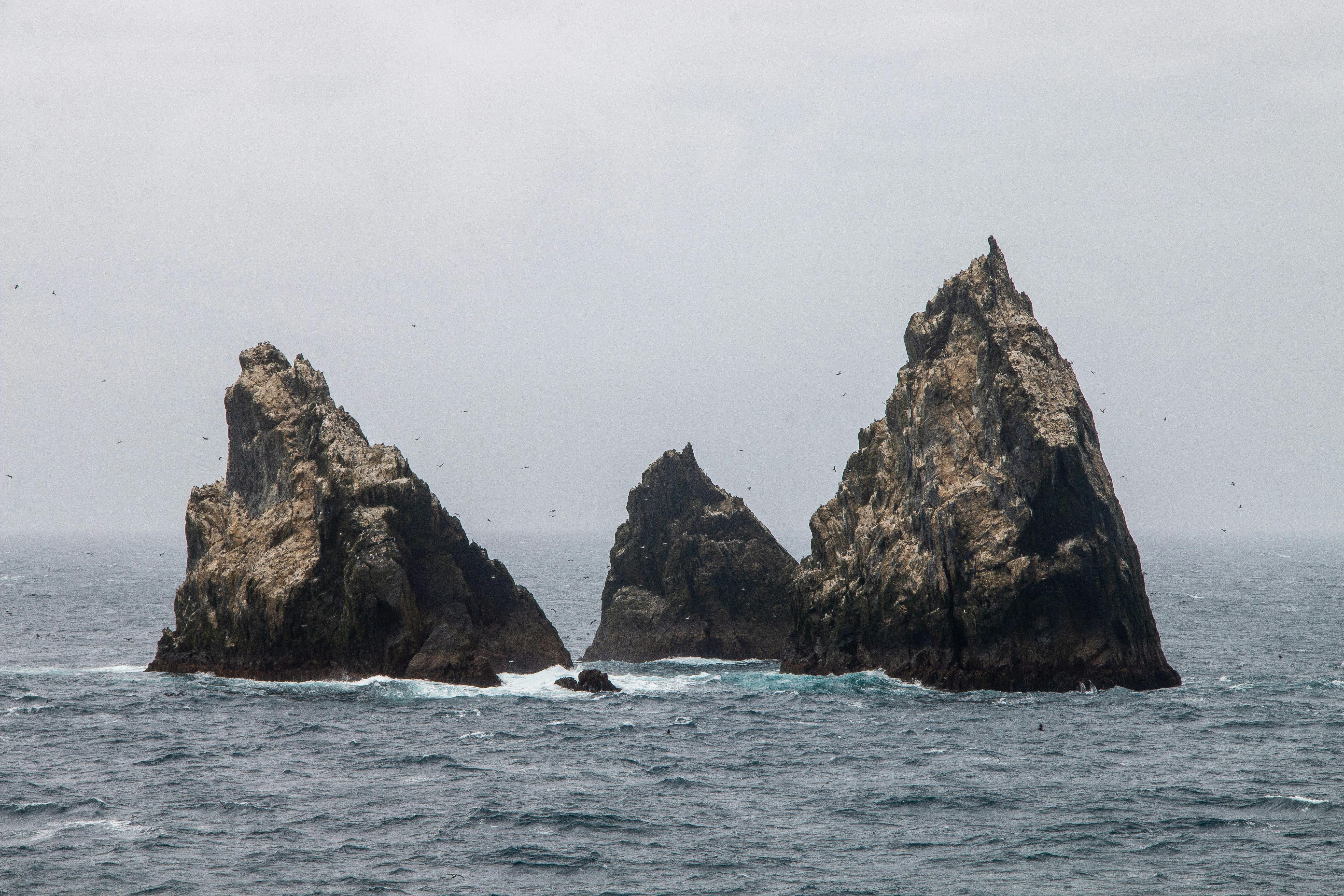 nids poissons antarctique