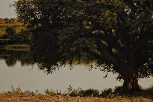 Photo of Green Tree Near Body of Water