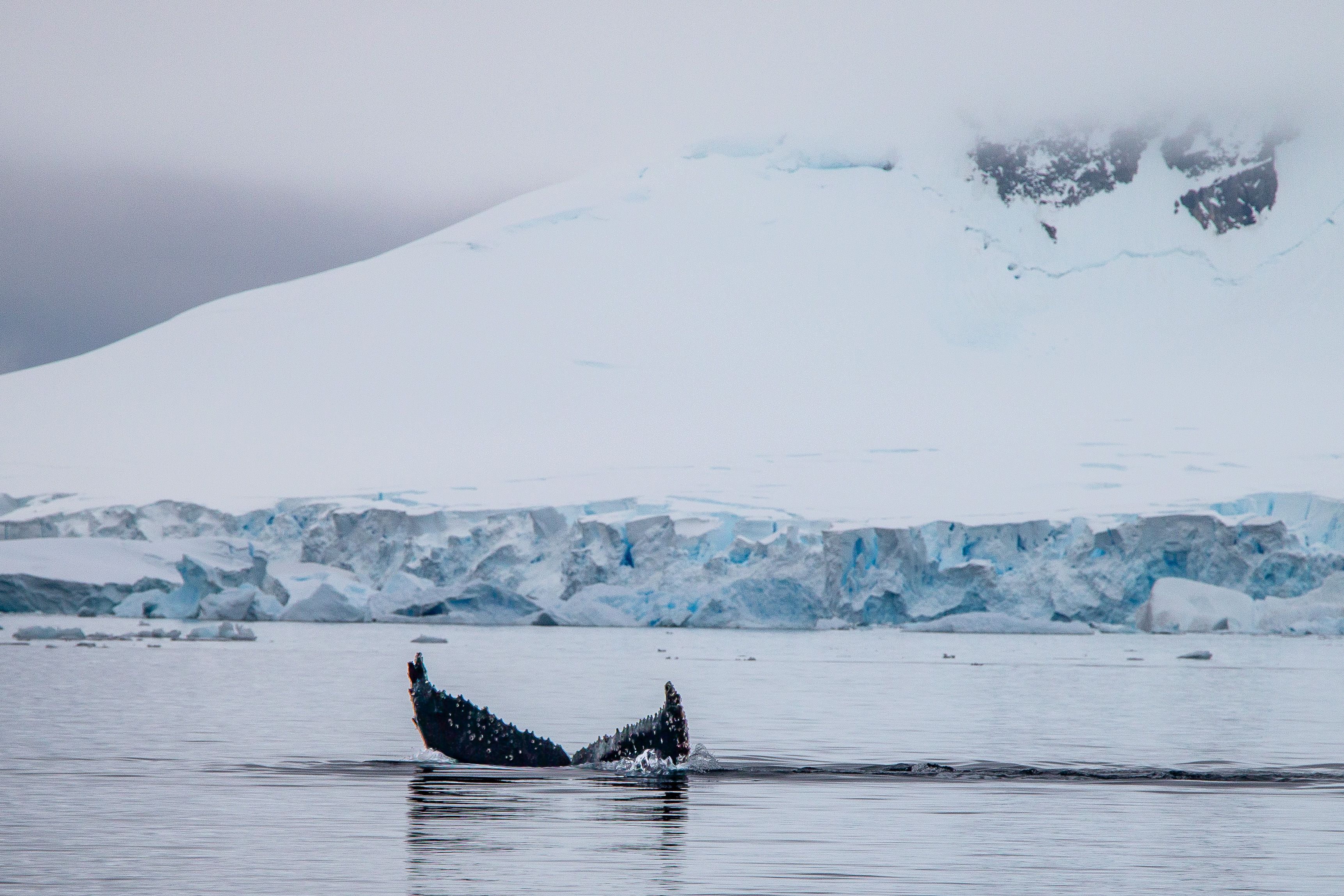 Une baleine à bosse plonge dans les eaux antarctiques.